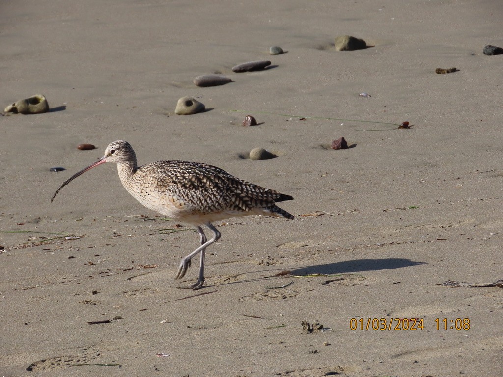 Long-billed Curlew - Kathy Dale