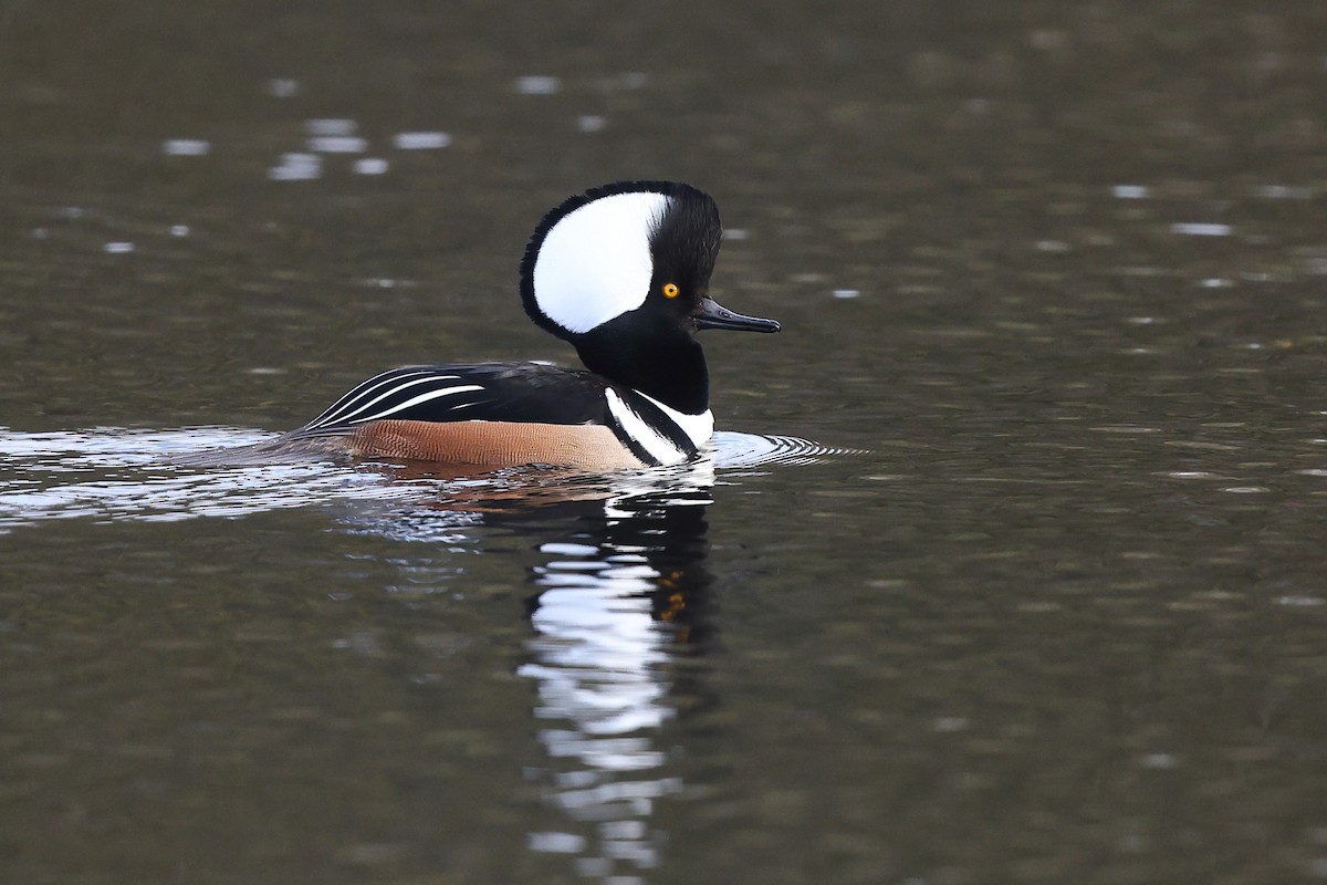 Hooded Merganser - ML613047510