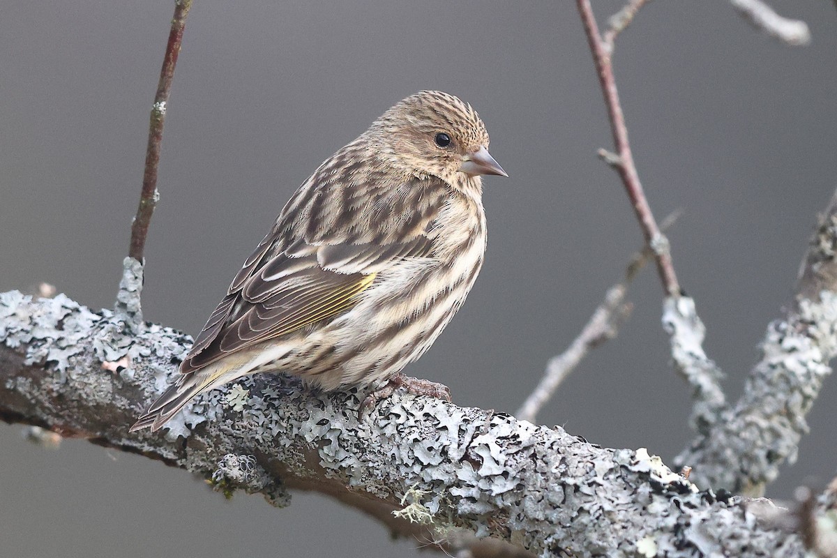 Pine Siskin - ML613047524