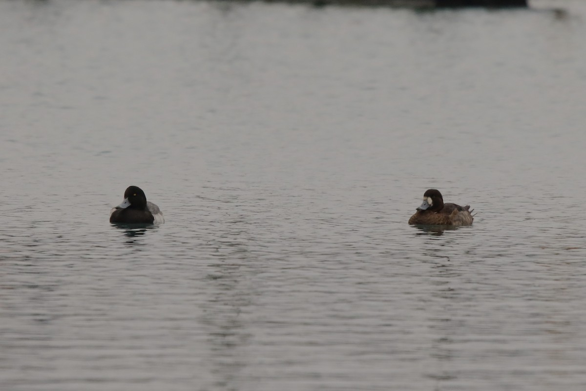 Greater Scaup - ML613047533