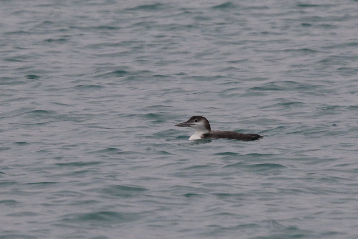 Common Loon - ML613047553