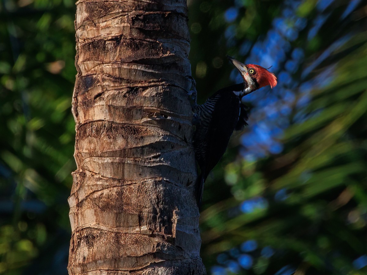 Crimson-crested Woodpecker - Jaim Simões de  Oliveira