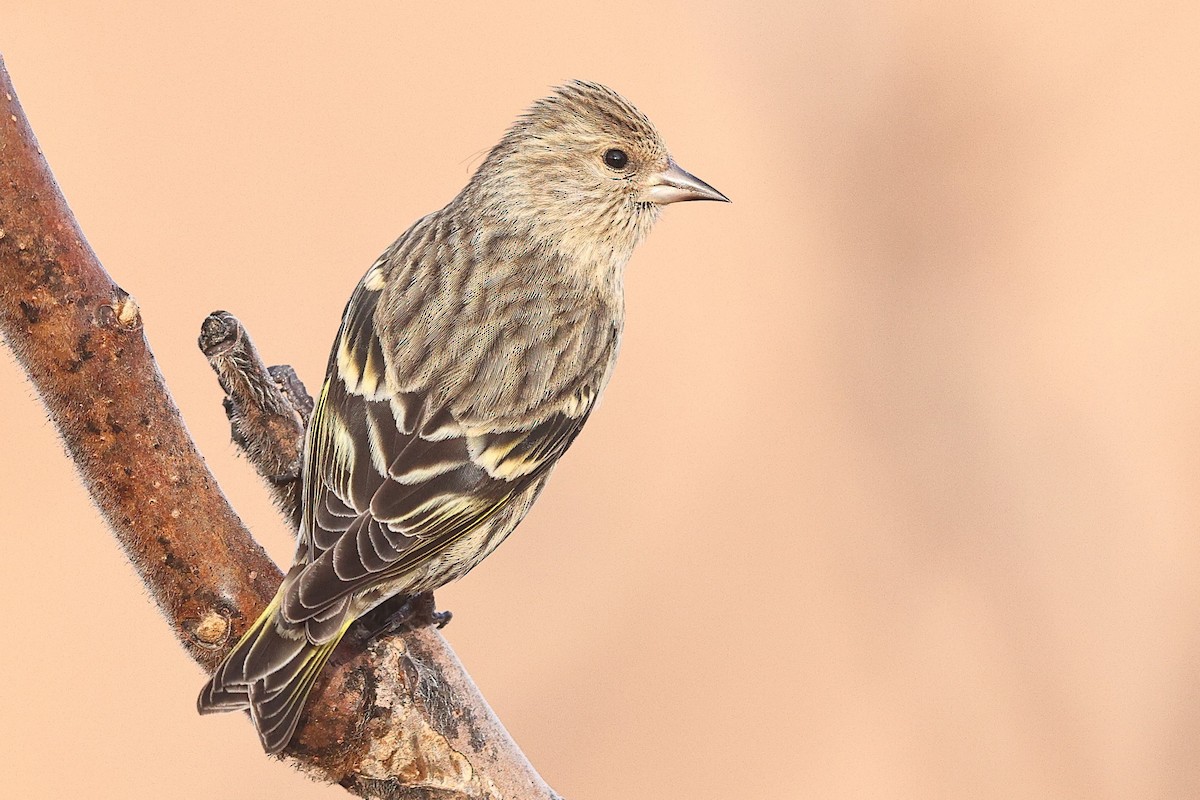 Pine Siskin - Sam Zhang