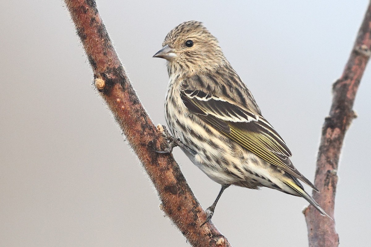 Pine Siskin - ML613047676