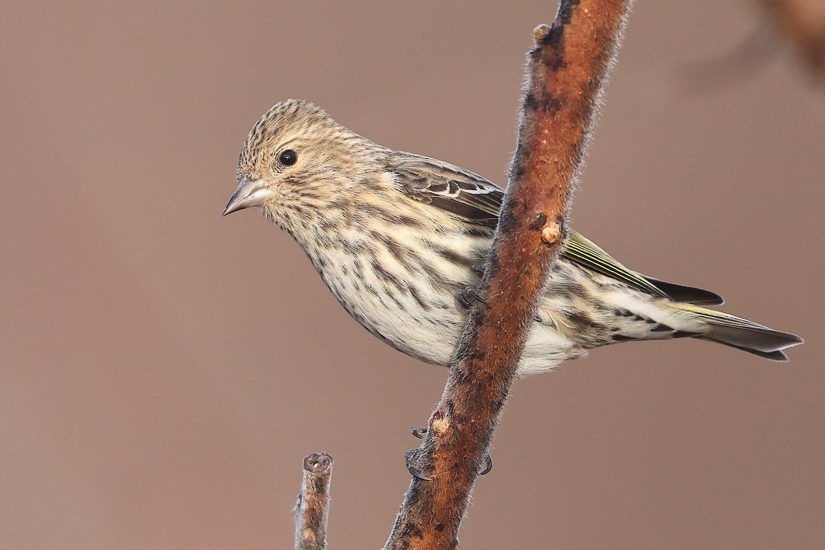 Pine Siskin - Sam Zhang