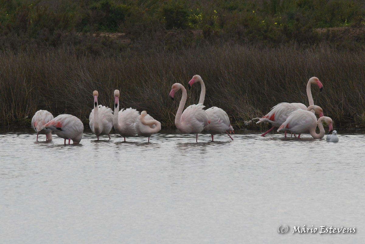Greater Flamingo - ML613047692