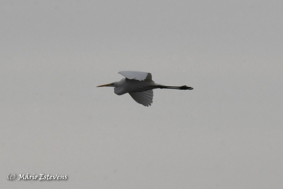 Great Egret - ML613047706