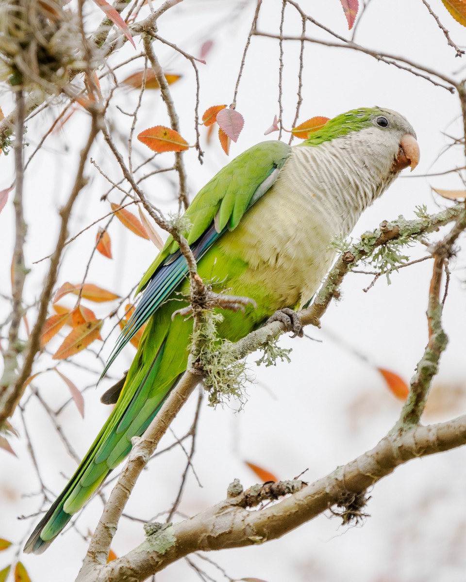 Monk Parakeet - ML613047736