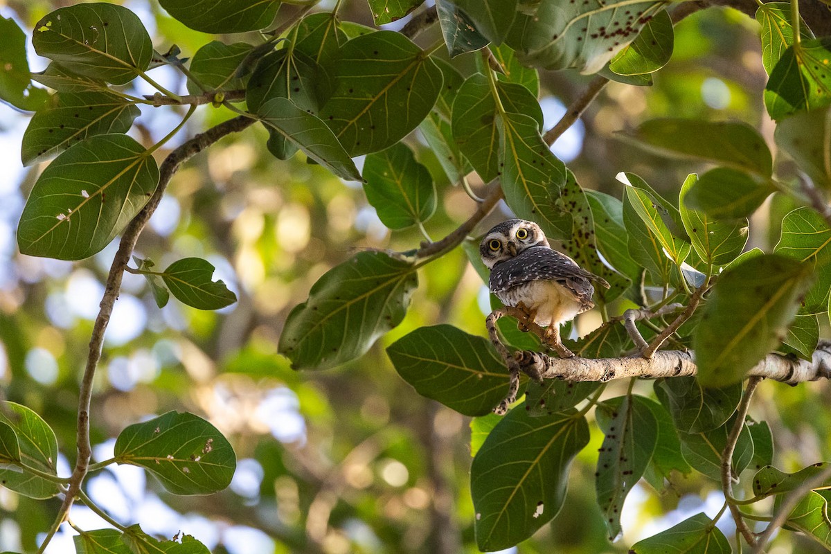 Spotted Owlet - ML613047763