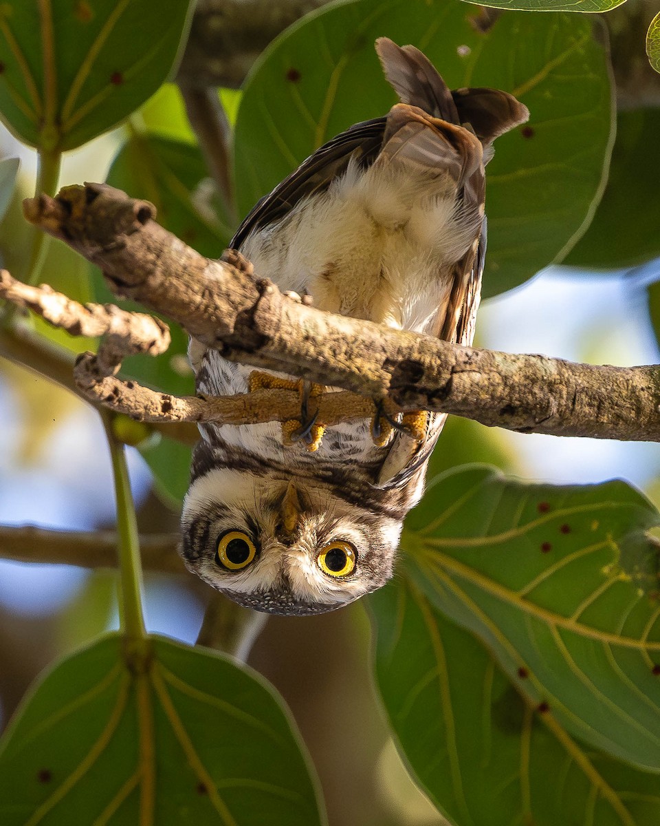 Spotted Owlet - ML613047764
