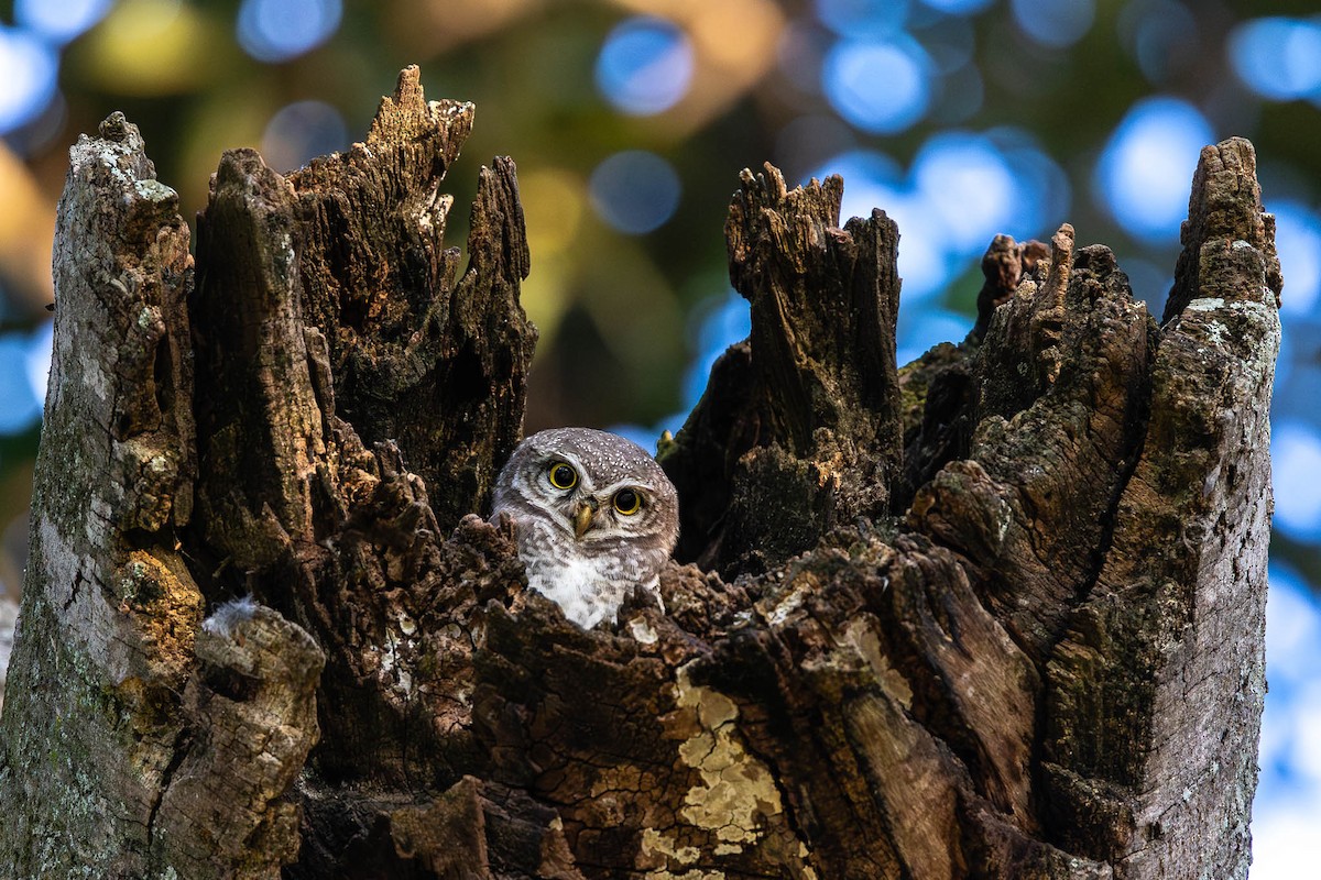 Spotted Owlet - ML613047765