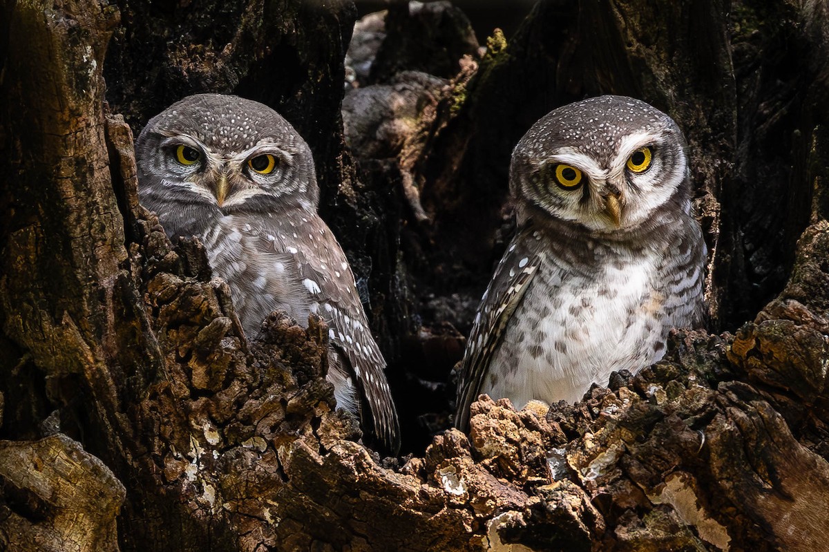Spotted Owlet - Honza Grünwald