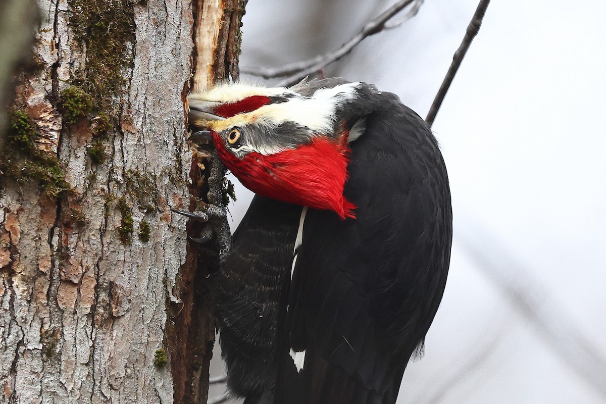 Pileated Woodpecker - Sam Zhang