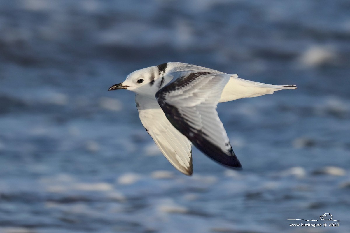 Mouette tridactyle - ML613047800