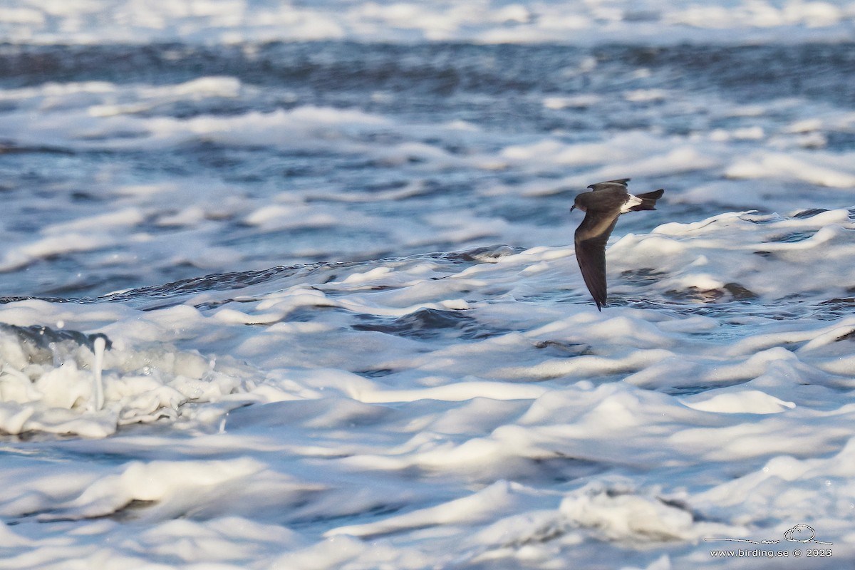 Leach's Storm-Petrel (Leach's) - ML613047819