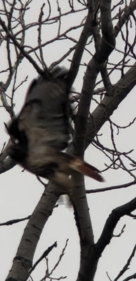 Red-tailed Hawk (abieticola) - Austin Broadwater