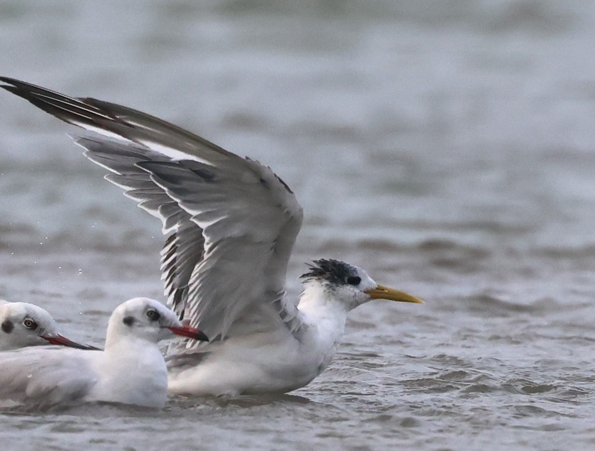 Lesser Crested Tern - ML613047832