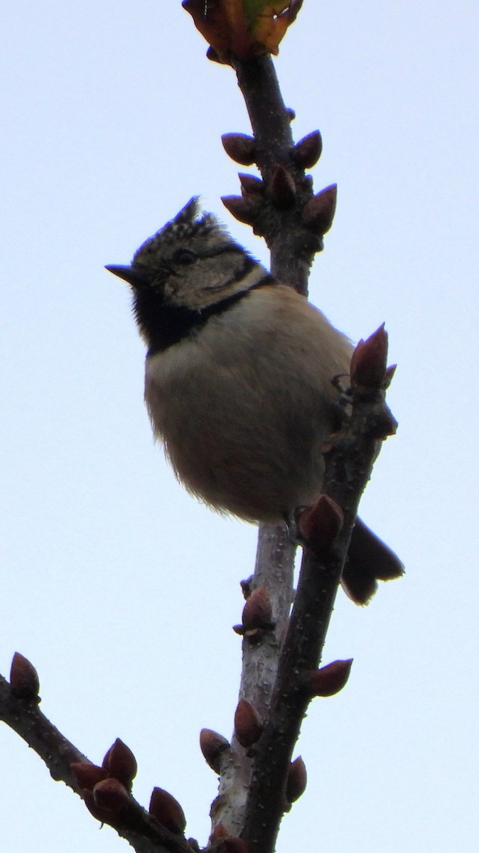 Crested Tit - ML613047846