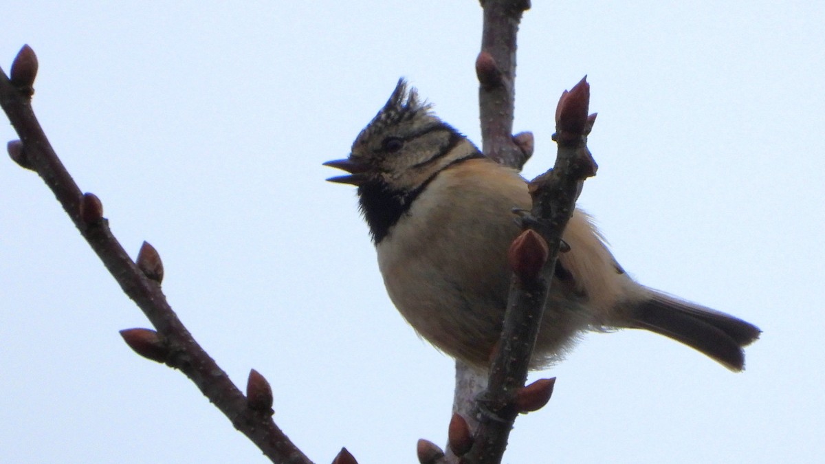 Crested Tit - ML613047847