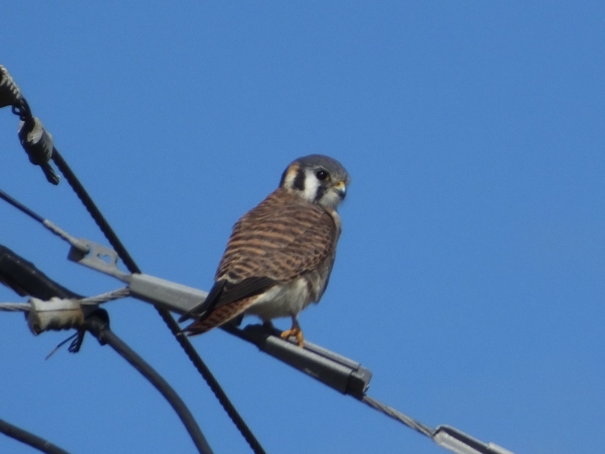 American Kestrel - ML613047852