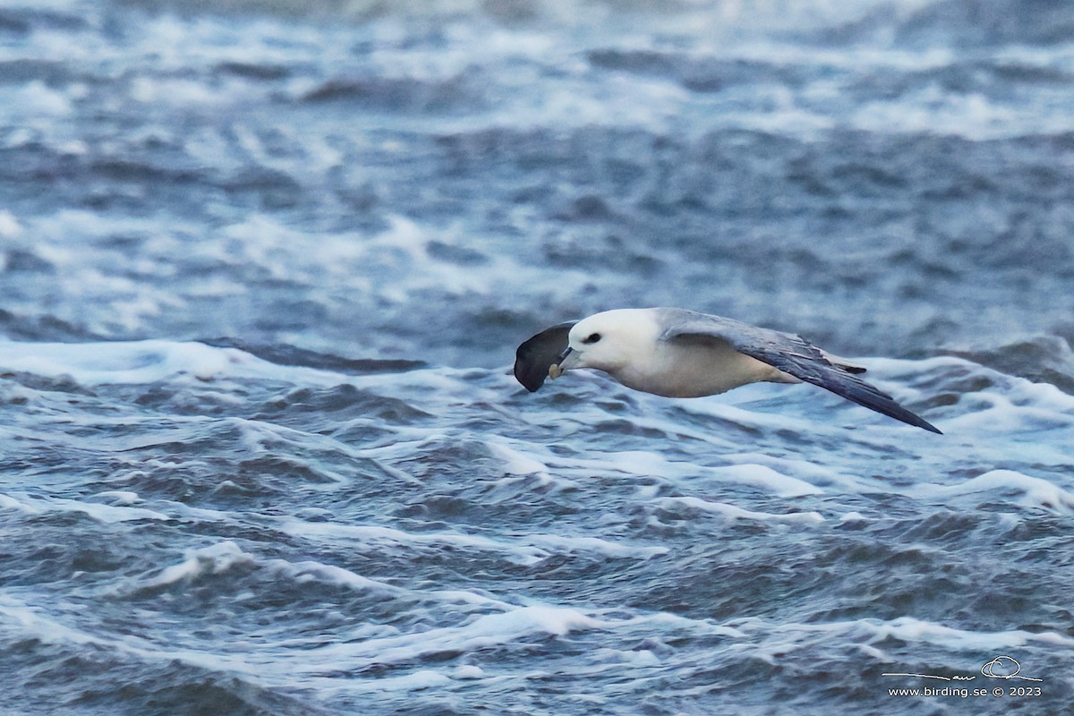 Fulmar Boreal - ML613047858