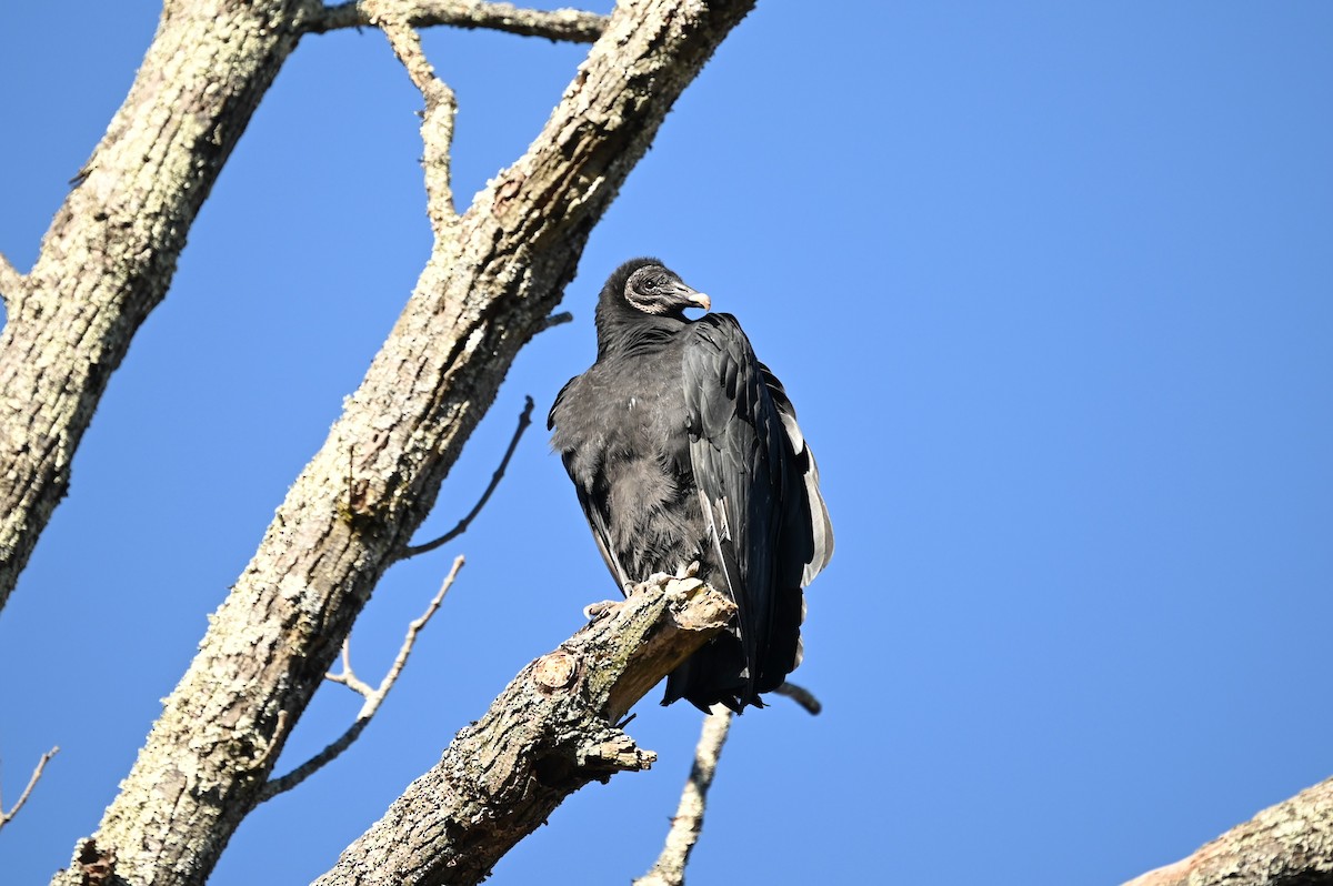 Black Vulture - ML613047910