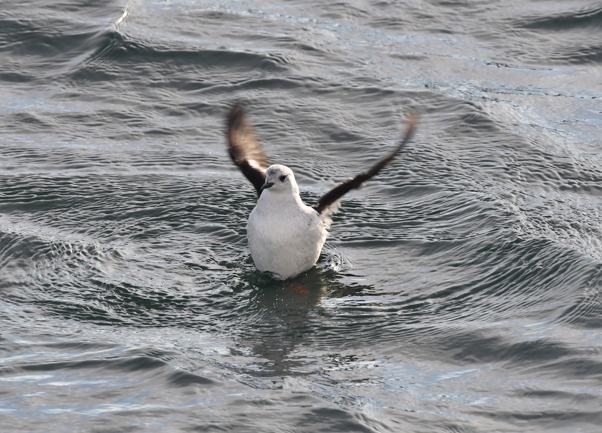 Black Guillemot - ML613047928