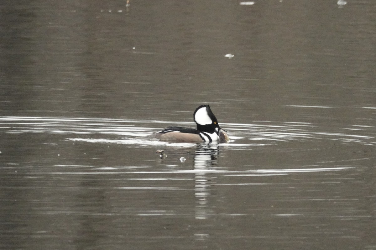 Hooded Merganser - ML613047990