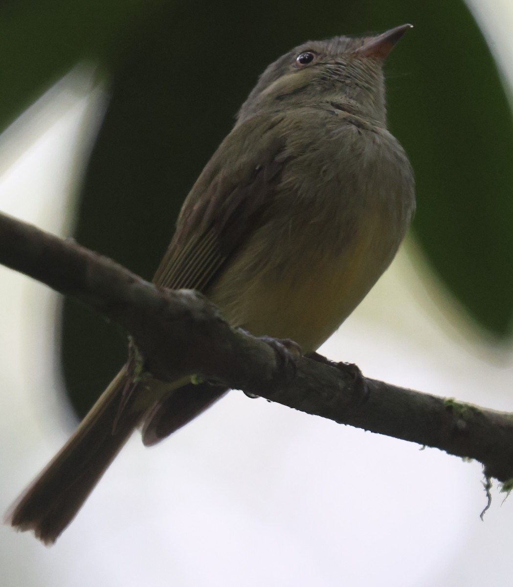 Wied's Tyrant-Manakin - ML613047994