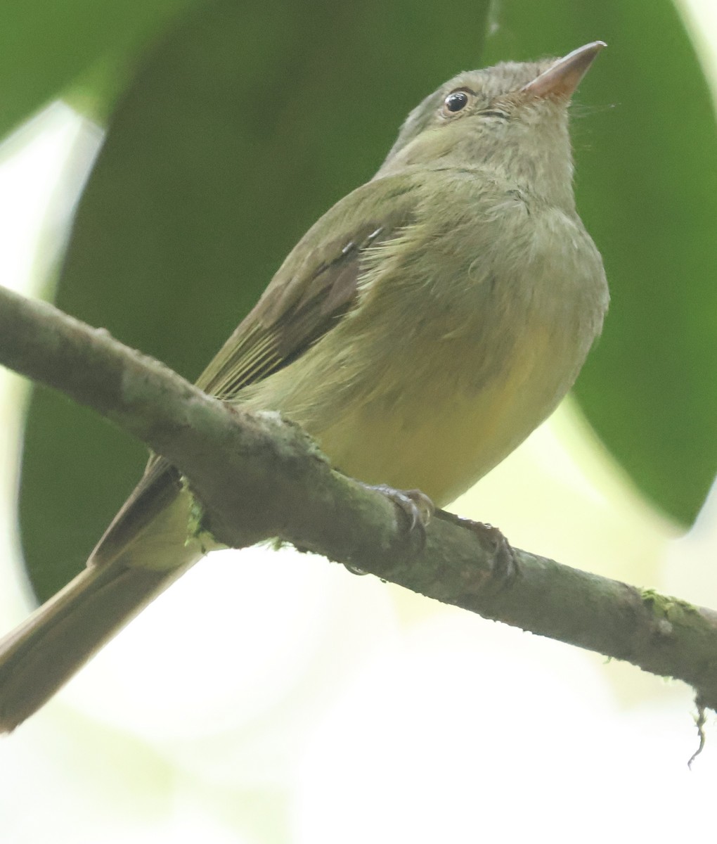 Wied's Tyrant-Manakin - ML613047996