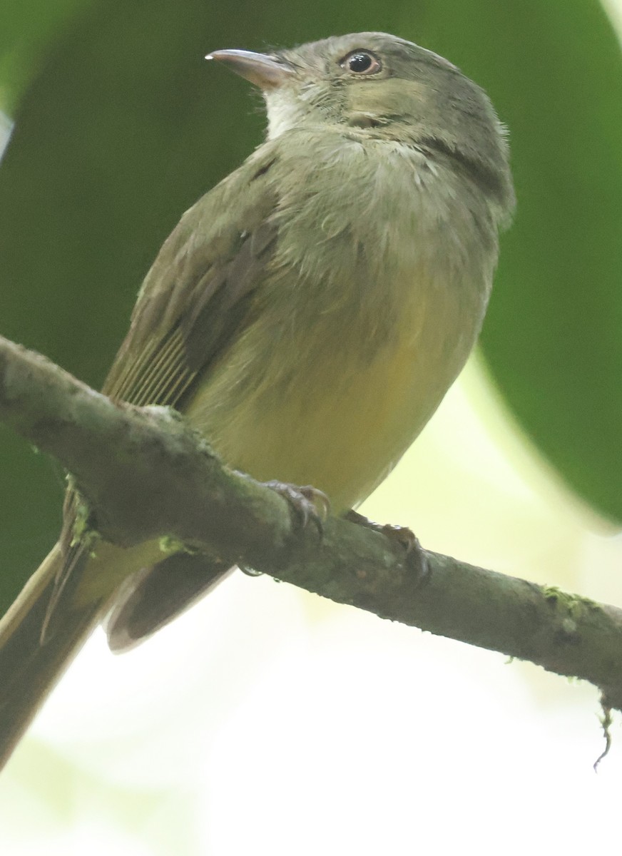 Wied's Tyrant-Manakin - ML613047997