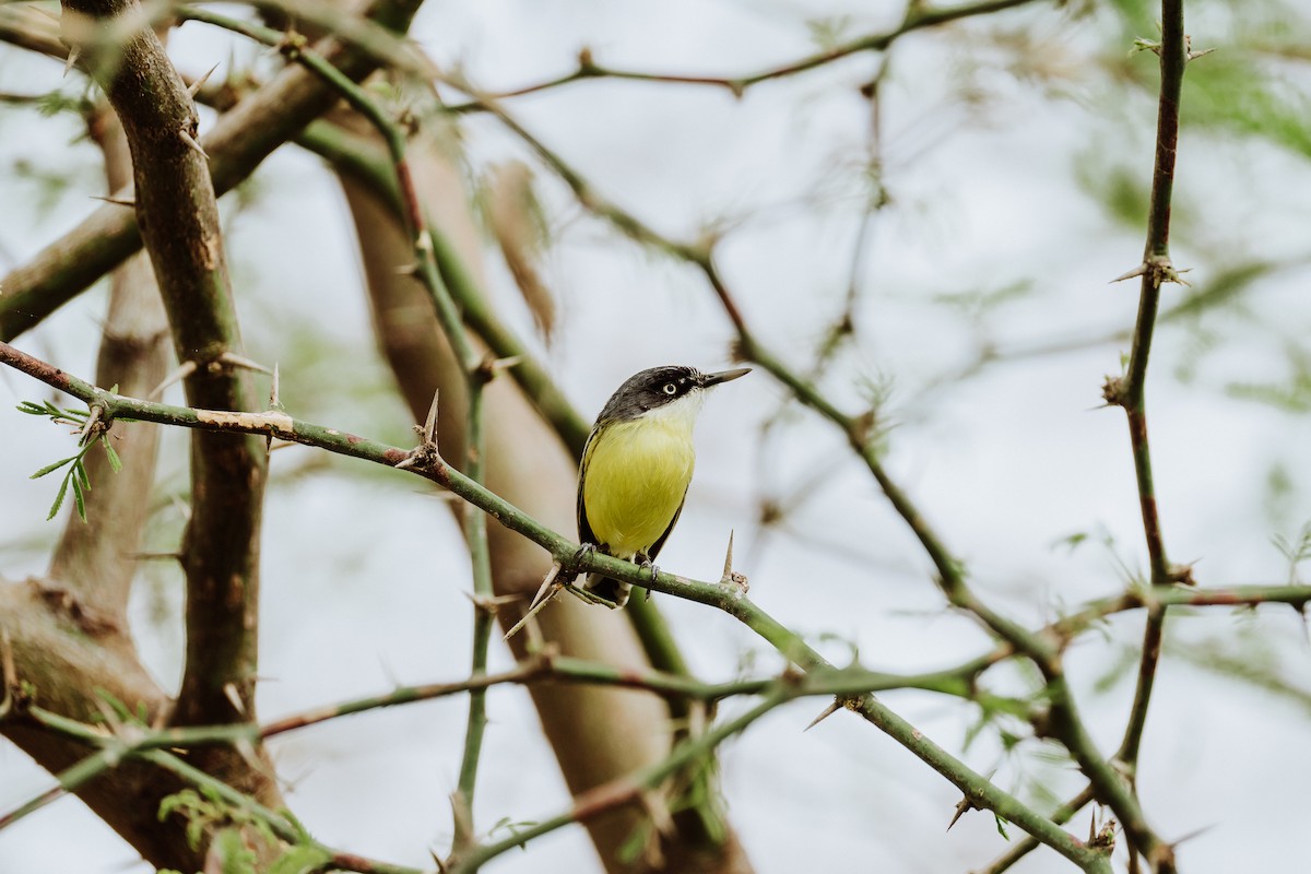 Common Tody-Flycatcher - ML613048012