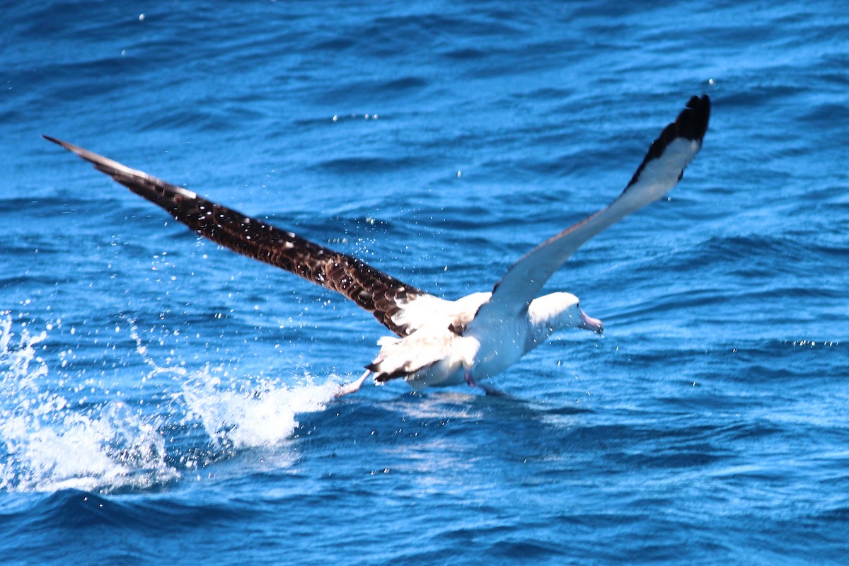 Snowy Albatross - ML613048019