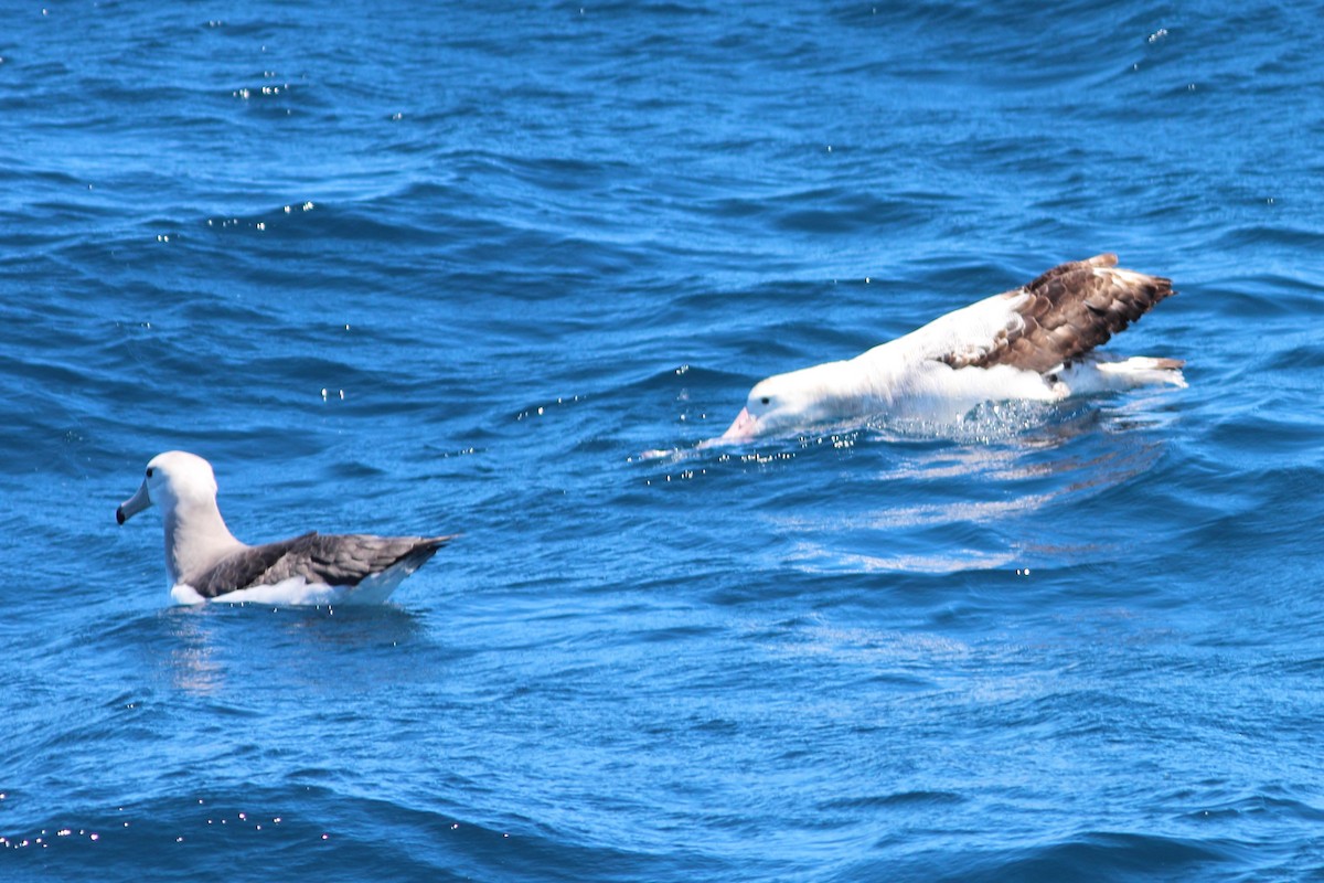 Snowy Albatross - ML613048020