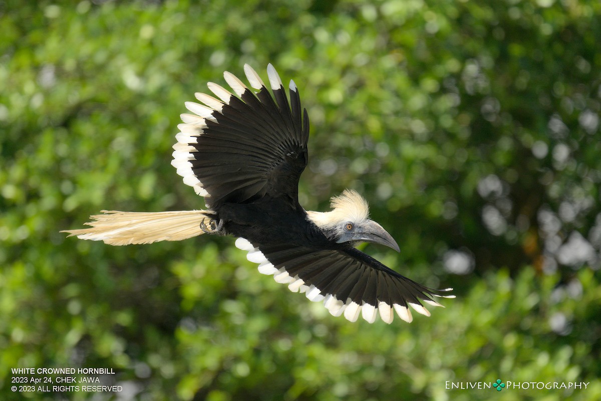 White-crowned Hornbill - ML613048031