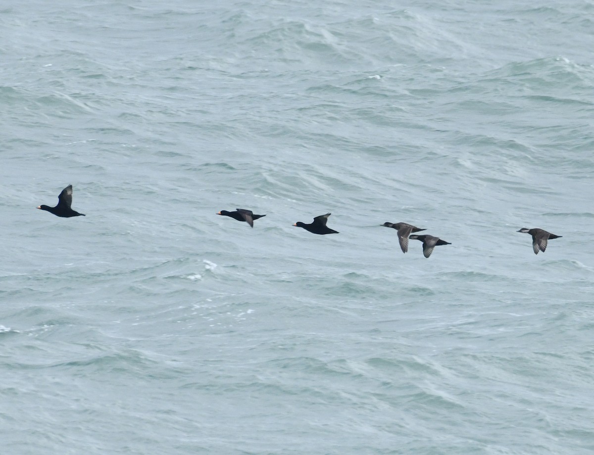 Black Scoter - Greg Hudson