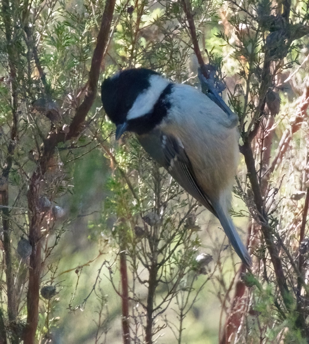 Coal Tit - ML613048100