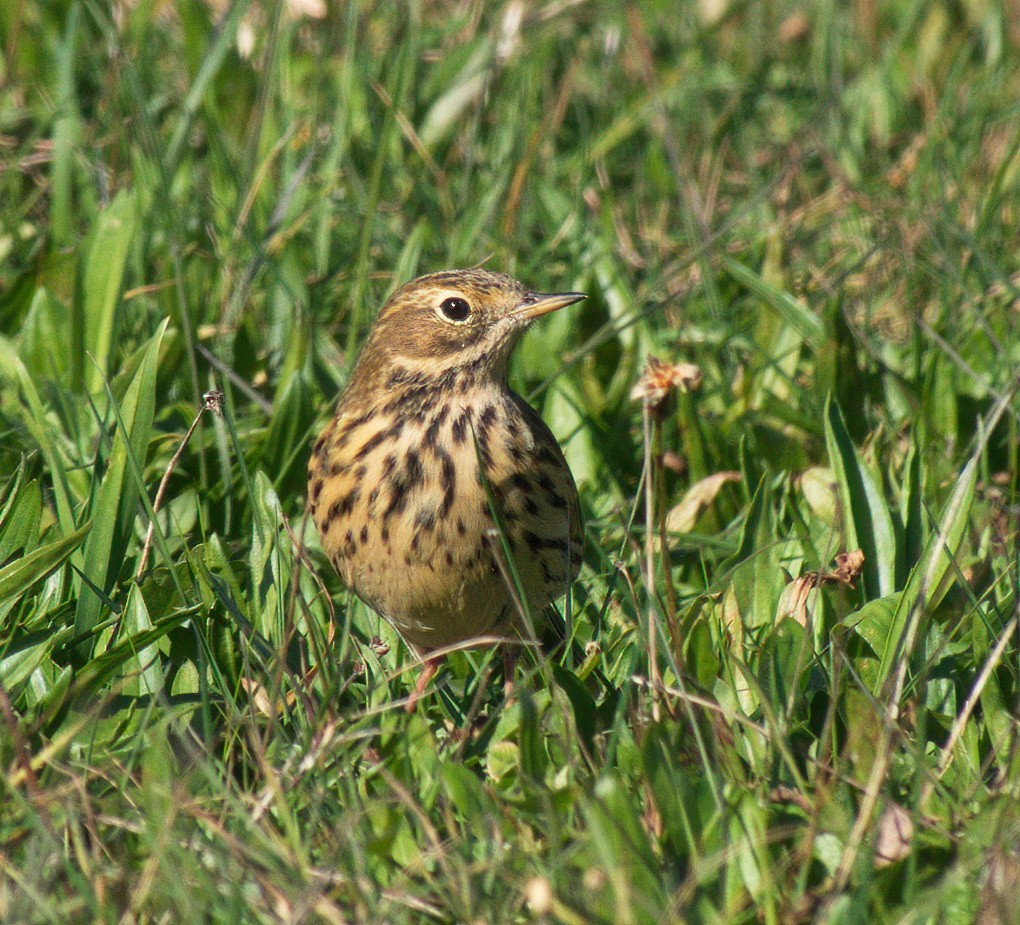 Meadow Pipit - ML613048114