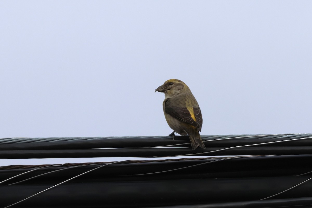 Red Crossbill (Northeastern or type 12) - ML613048173