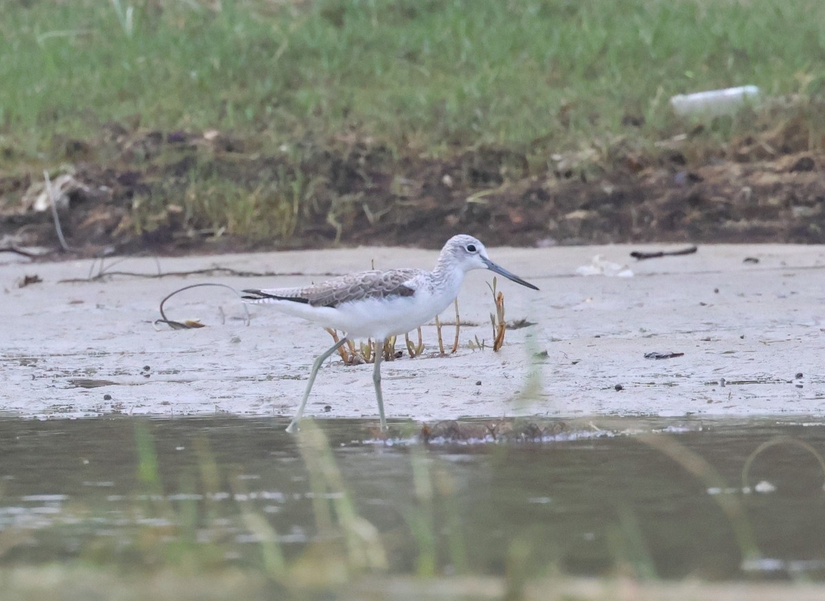 Common Greenshank - ML613048182