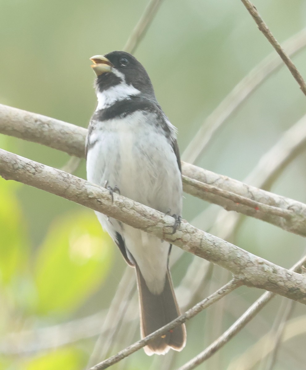 Double-collared Seedeater - ML613048211