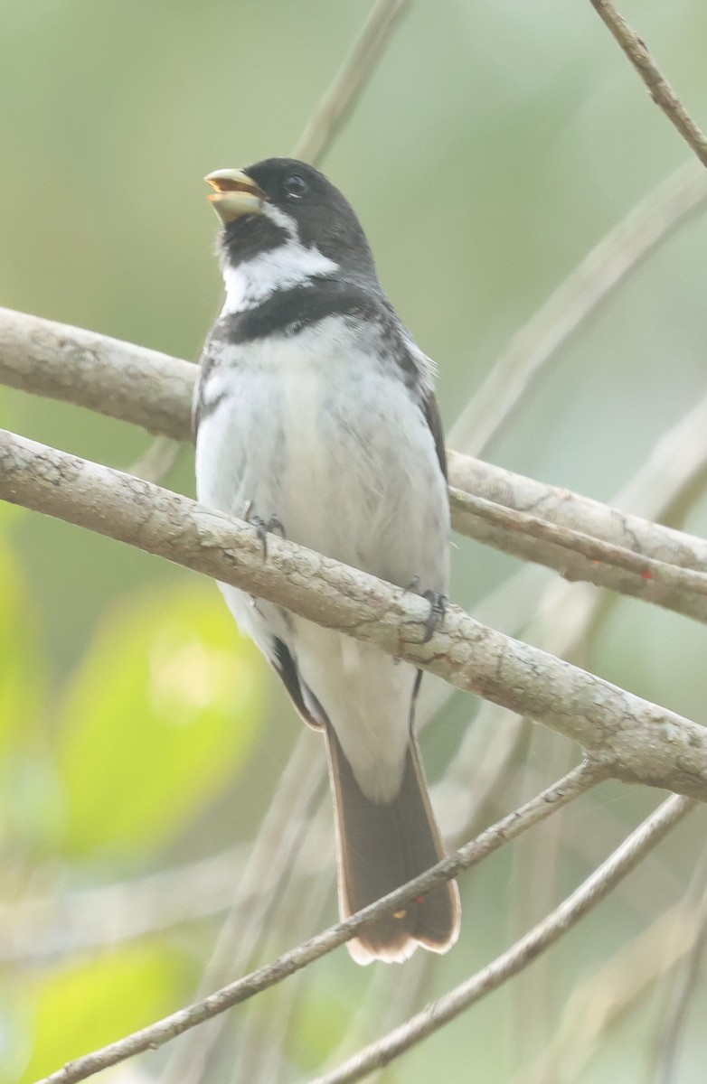 Double-collared Seedeater - ML613048213