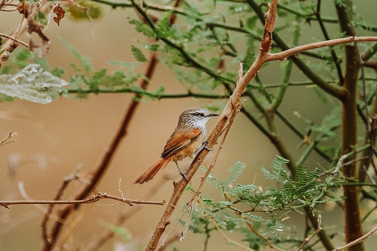 Necklaced Spinetail - Renato David Rojas Cánova