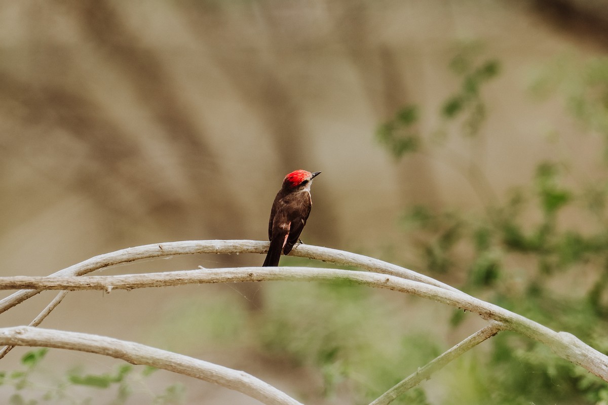 Vermilion Flycatcher - ML613048359