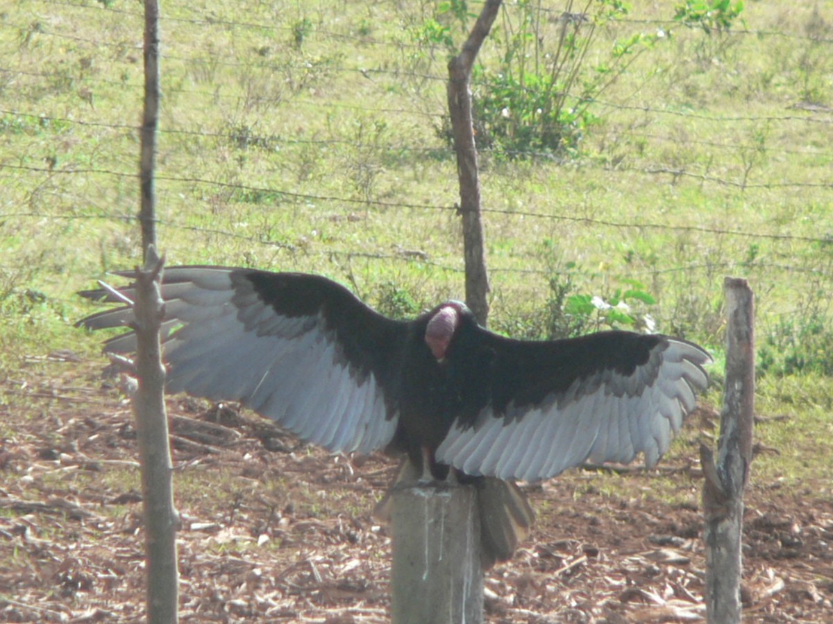Turkey Vulture - ML613048387