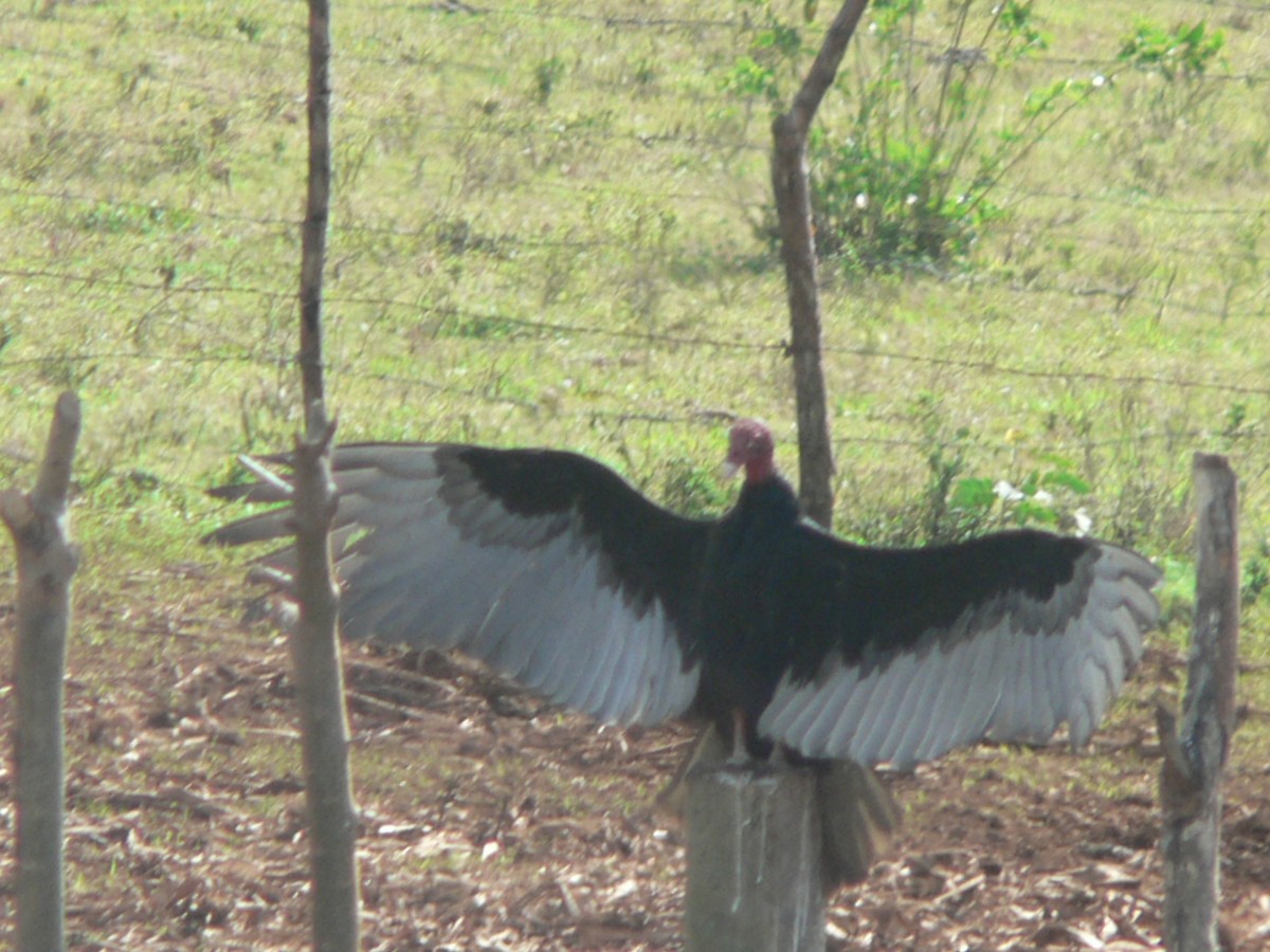 Turkey Vulture - ML613048388