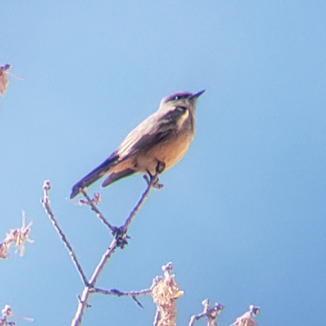 Say's Phoebe - ML613048395