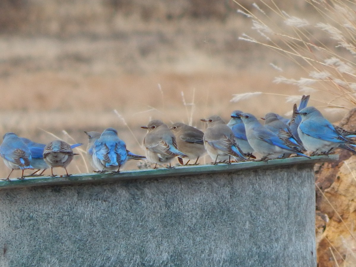 Mountain Bluebird - ML613048426