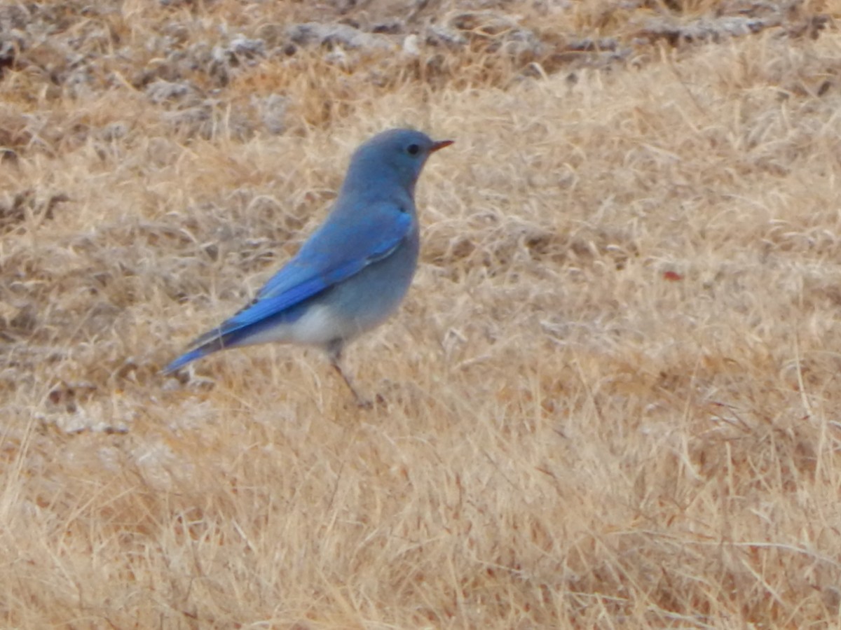 Mountain Bluebird - ML613048457