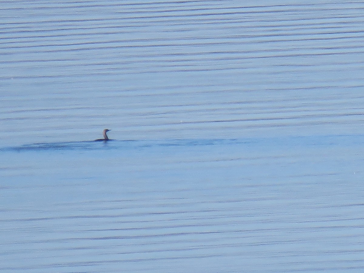 Red-throated Loon - ML613048458